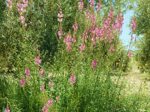 Roadside Flowers in a water drain.